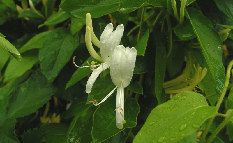 Lonicera japonica / Caprifoglio giapponese