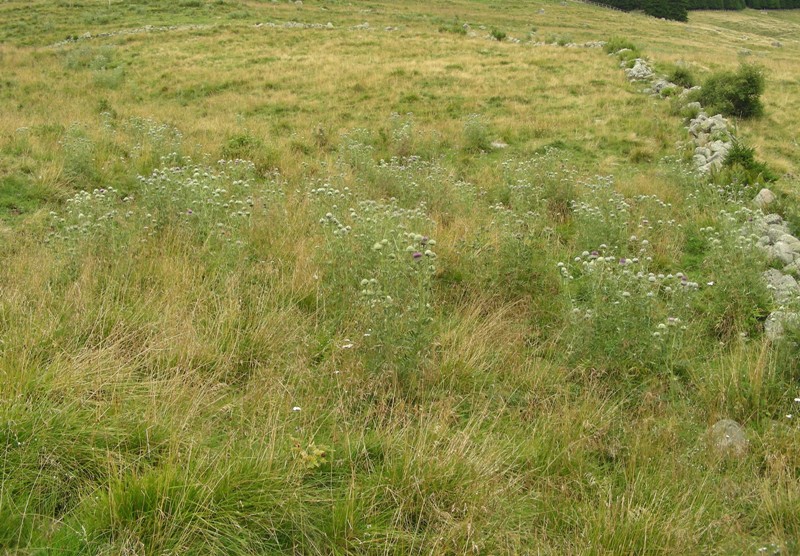Cirsium eriophorum / Cardo scardaccio