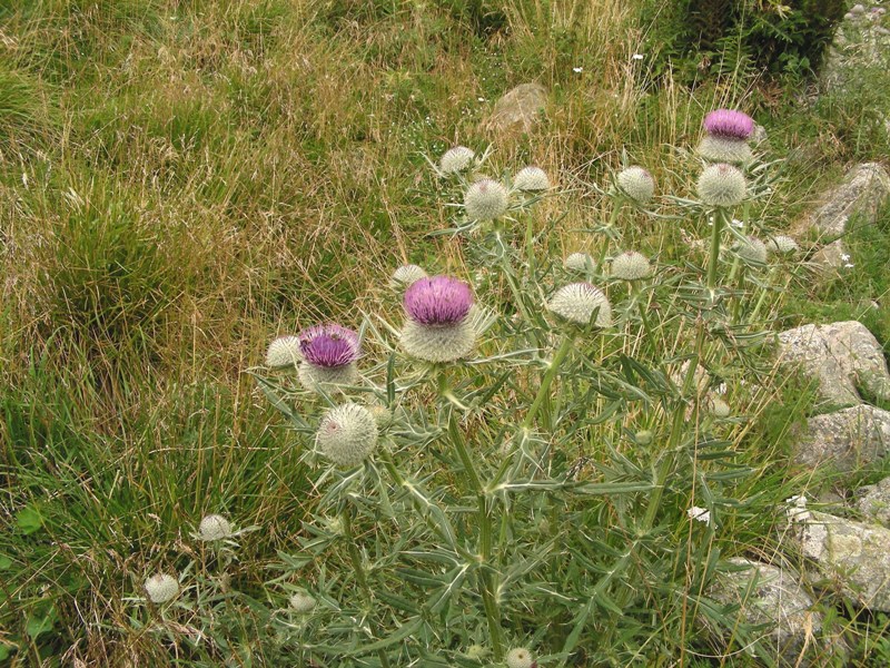 Cirsium eriophorum / Cardo scardaccio
