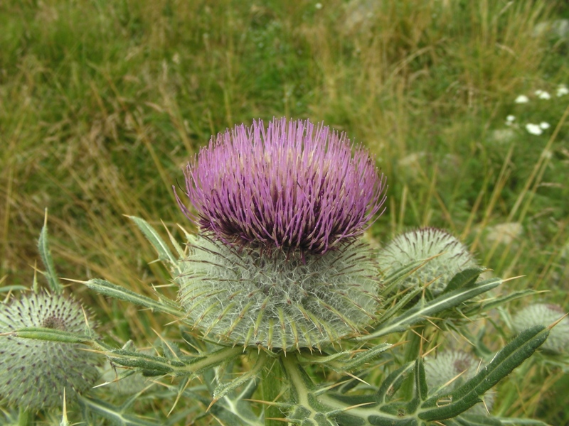 Cirsium eriophorum / Cardo scardaccio