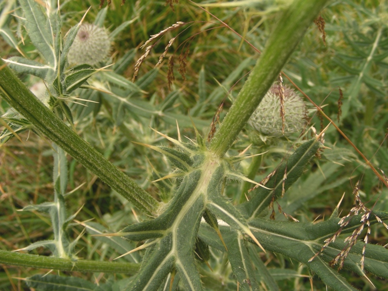 Cirsium eriophorum / Cardo scardaccio