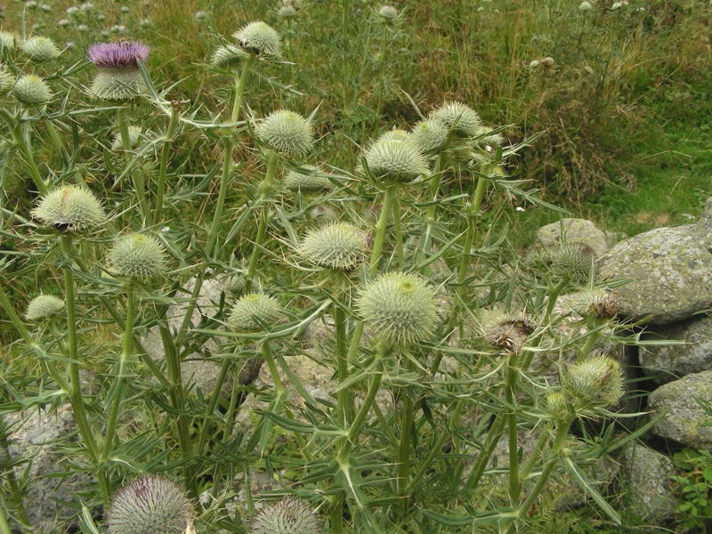 Cirsium eriophorum / Cardo scardaccio