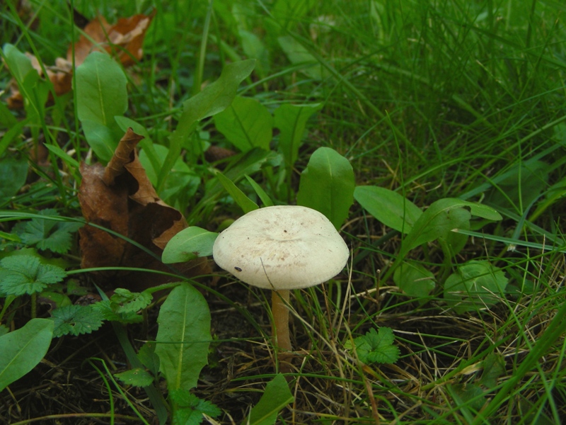 Giro nelle aiuole di medicina seconda parte