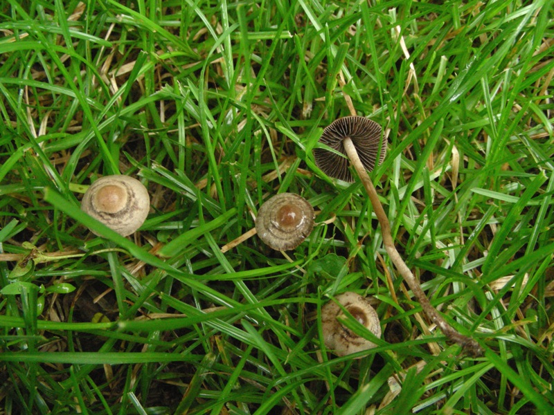 Pioggia e nervosismo con tanti funghi