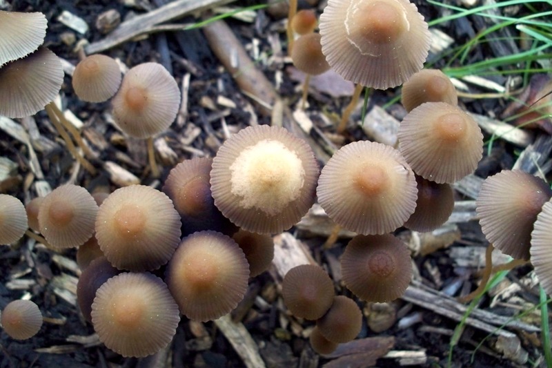 I simpatici Coprinus