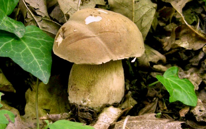 Boletus aestivalis fotog.12.05.09.