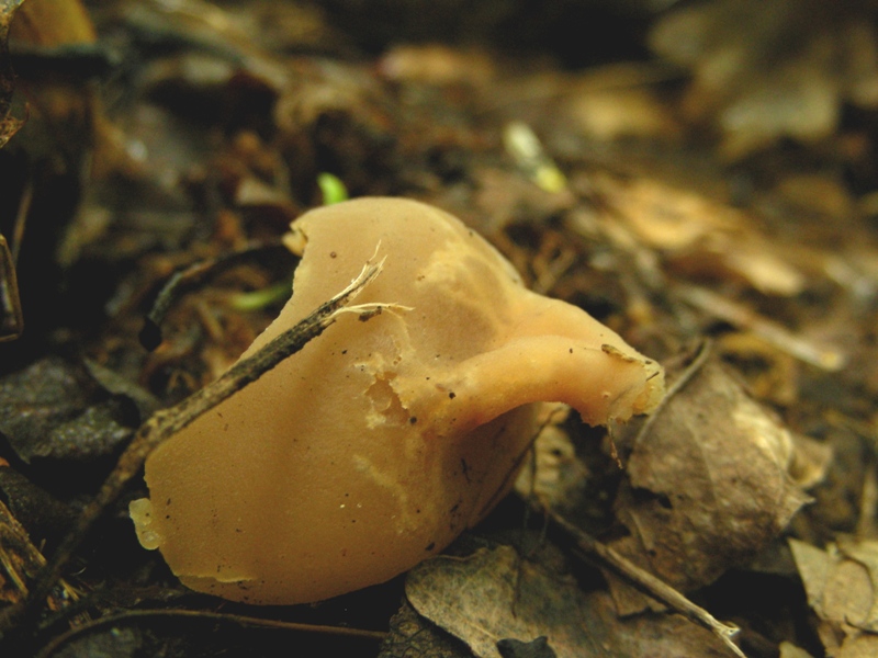 Peziza sp.