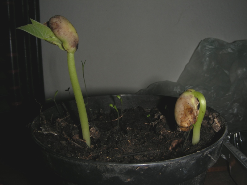 Quante possibilit ha la mia lenticchia di crescere?