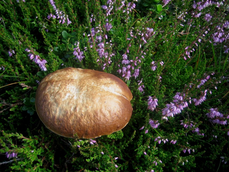 Facciamo due passi tra gli abeti