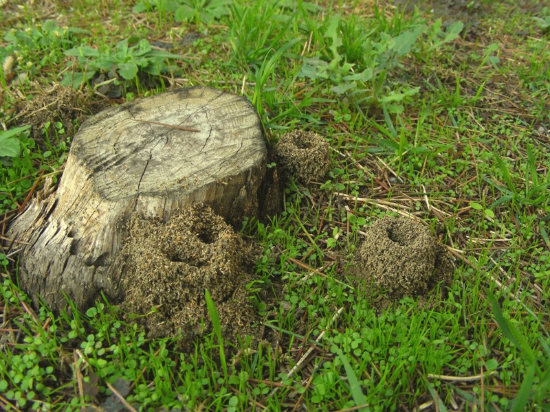 strutture esterne di formicaio:  Pheidole pallidula