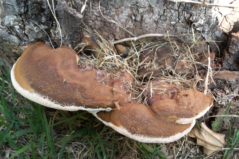 Primo Ganoderma (Ganoderma resinaceum)