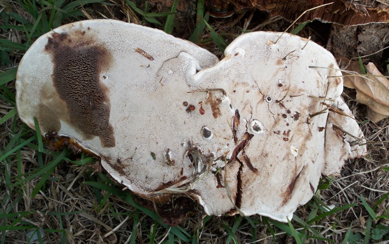 Primo Ganoderma (Ganoderma resinaceum)