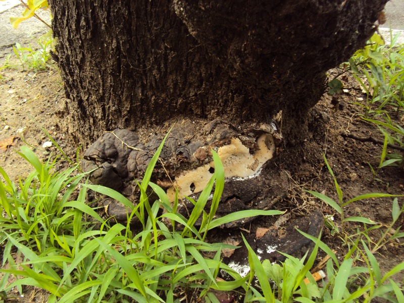 La virulenza di Ganoderma resinaceum
