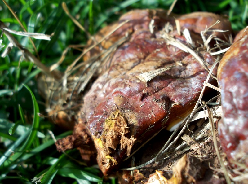 Primo Ganoderma (Ganoderma resinaceum)
