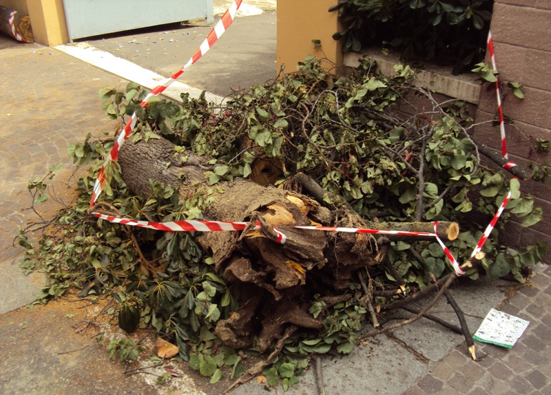 La virulenza di Ganoderma resinaceum
