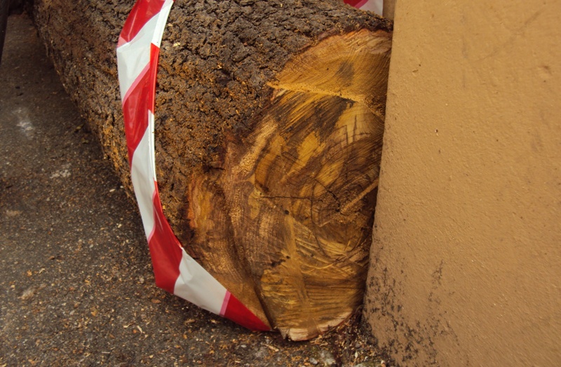 La virulenza di Ganoderma resinaceum