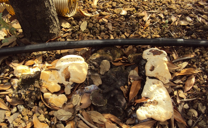 La virulenza di Ganoderma resinaceum