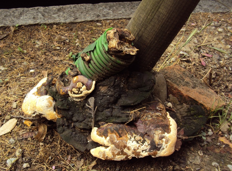 La virulenza di Ganoderma resinaceum