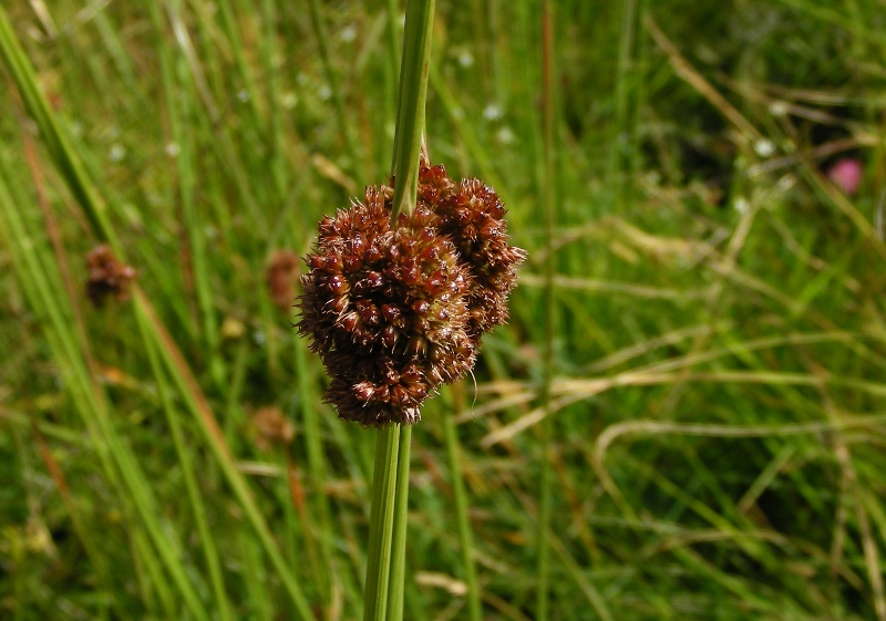 Juncus conglomeratus / Giunco contratto