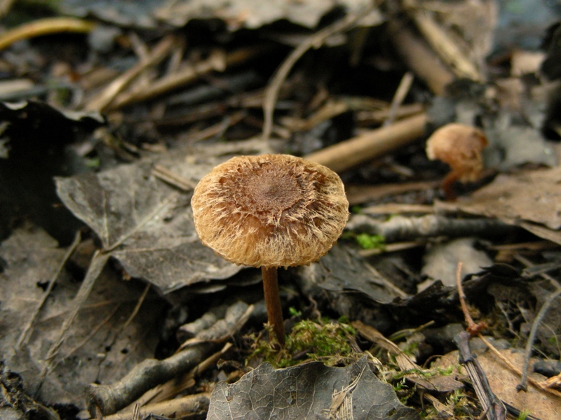 Canneto, micoflora e habitat