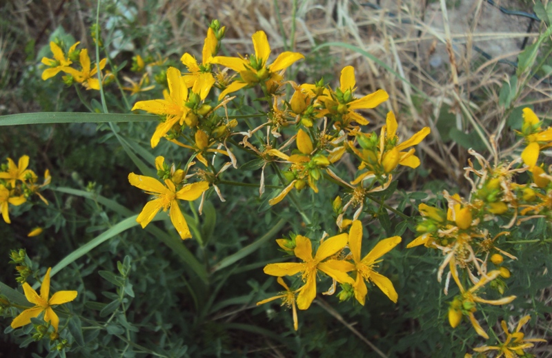 Hypericum perforatum