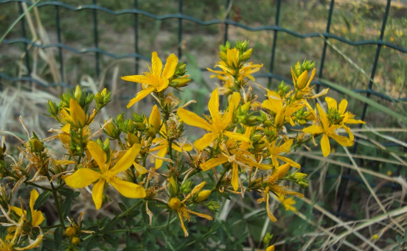 Hypericum perforatum