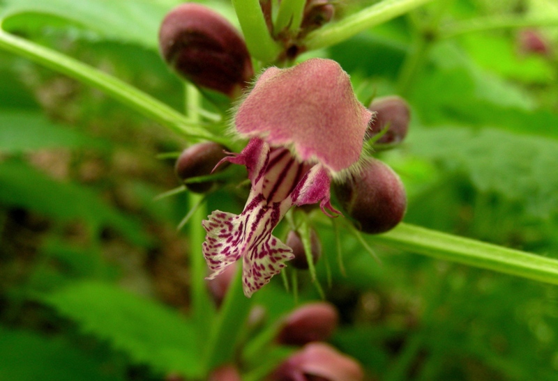 Lamium orvala / Falsa ortica maggiore