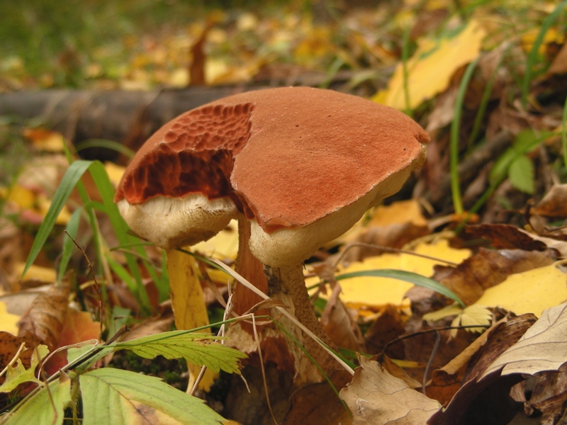 Leccinum da determinare