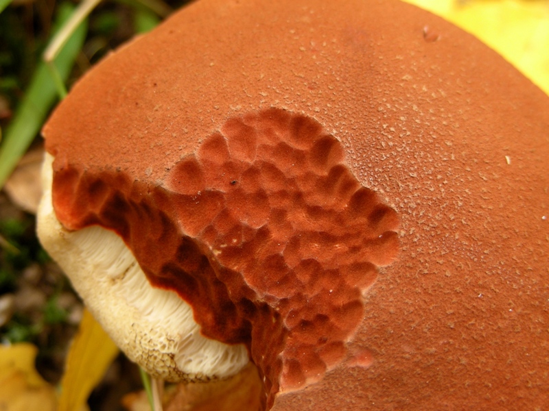 Leccinum da determinare