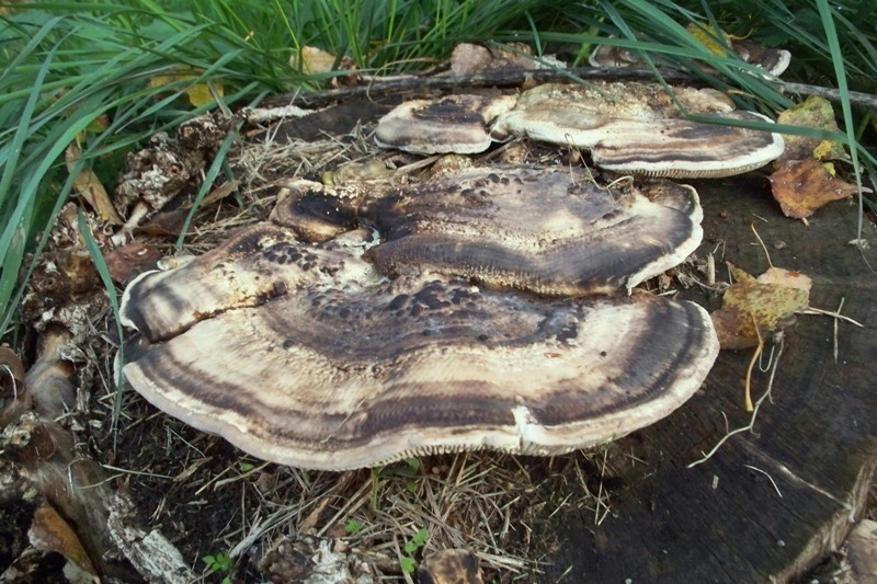 Aphyllophorales su pioppo (Lenzites warnieri)