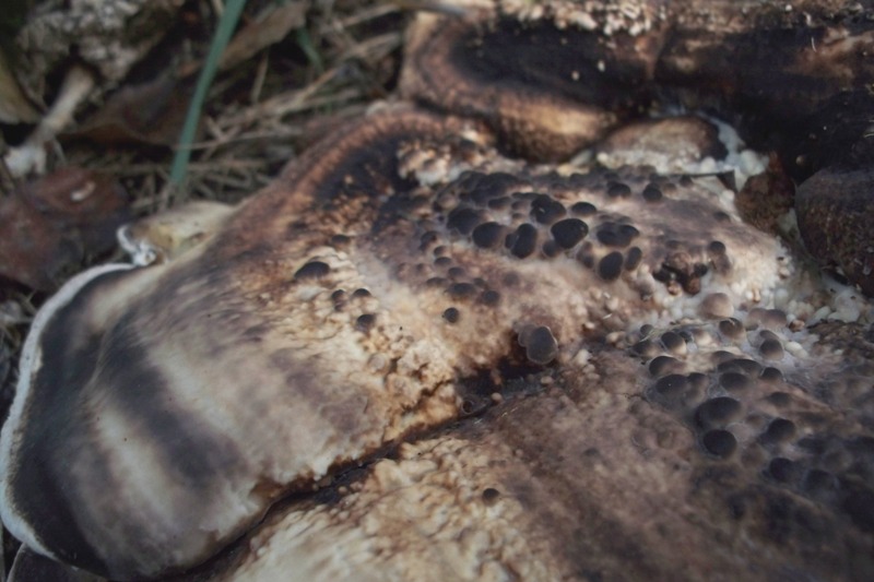 Aphyllophorales su pioppo (Lenzites warnieri)