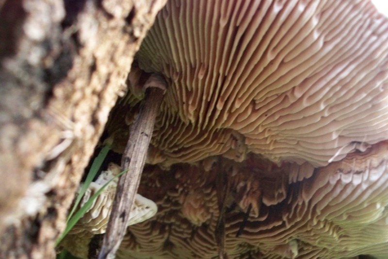 Aphyllophorales su pioppo (Lenzites warnieri)