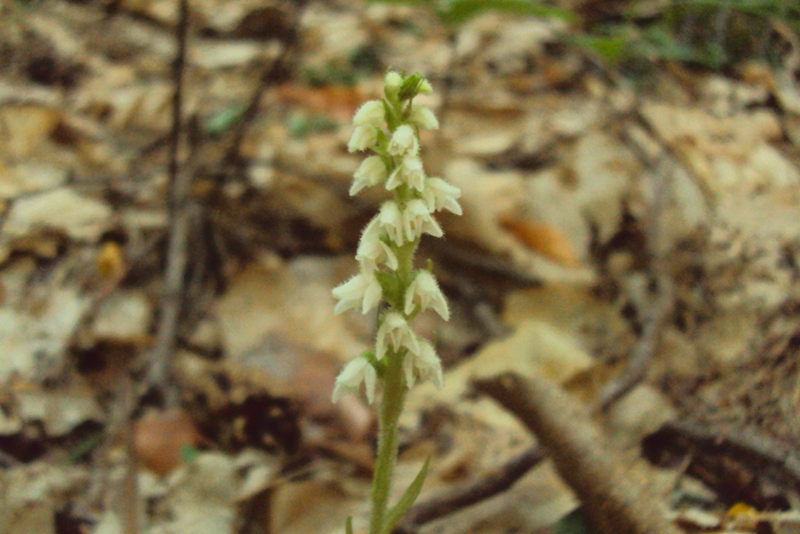 Piccola orchidea trentina (Goodyera repens)