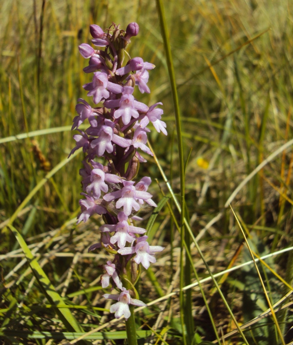 terza orchidea trentina