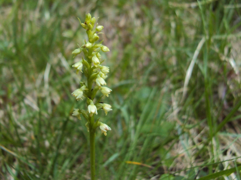 altra piccola orchidea (Pseudorchis albida)