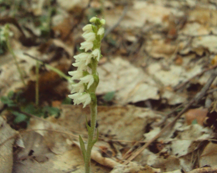 Piccola orchidea trentina (Goodyera repens)