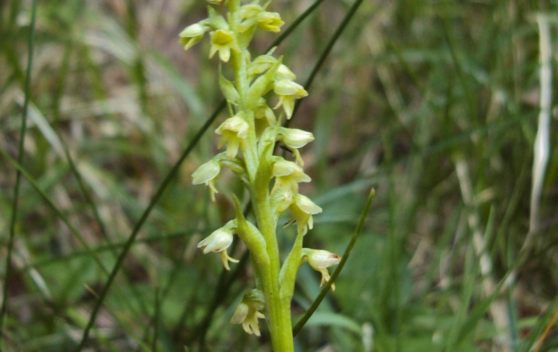 altra piccola orchidea (Pseudorchis albida)