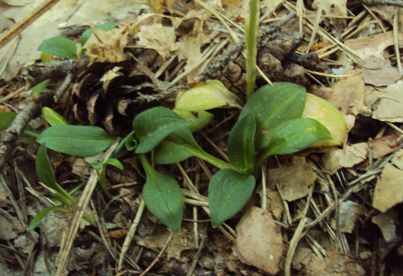 Piccola orchidea trentina (Goodyera repens)