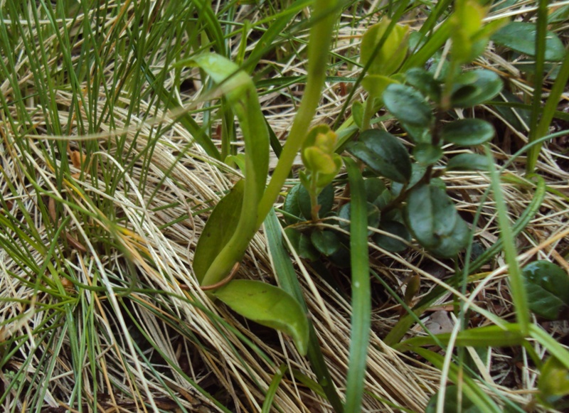 altra piccola orchidea (Pseudorchis albida)