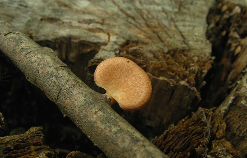 Escursione al parco dei cedri