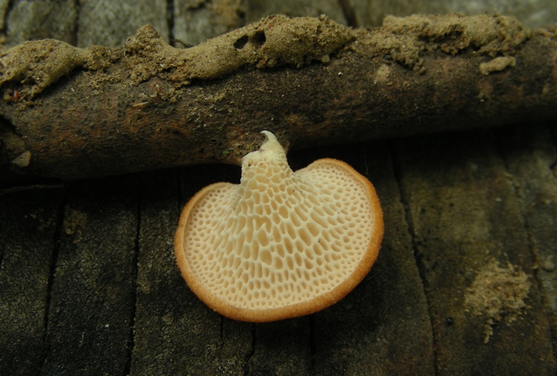 Escursione al parco dei cedri