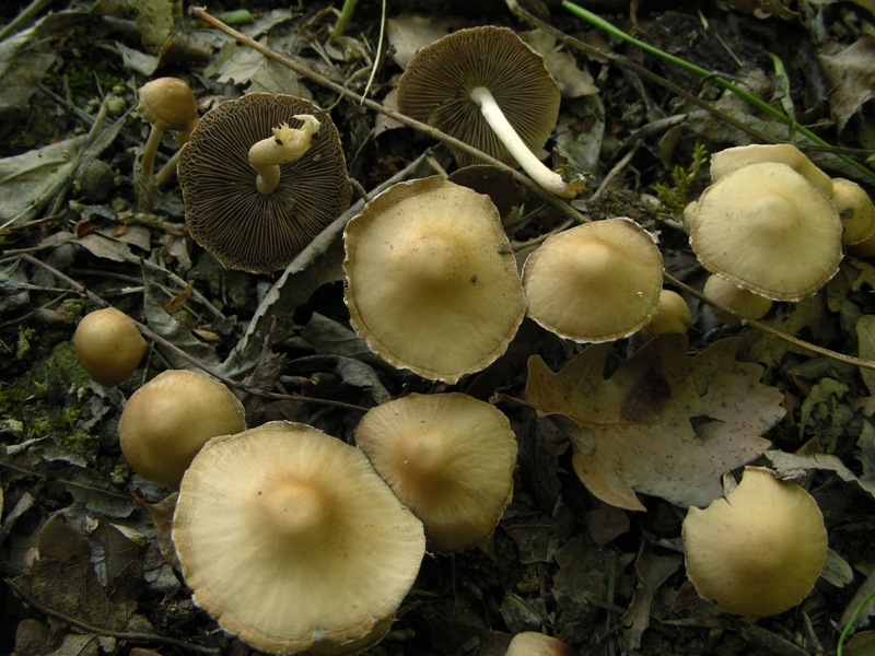 Psathyrella