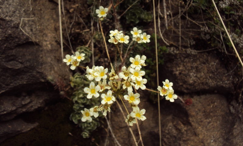 Dal Trentino - Saxifraga paniculata