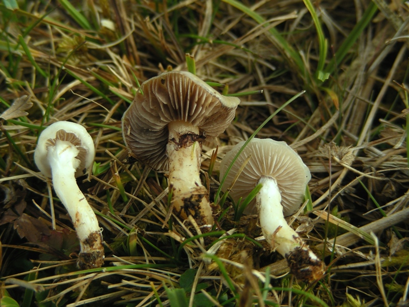 Viva le Hygrocybe!!!