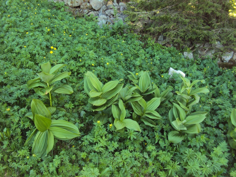 dal Trentino: Veratrum album