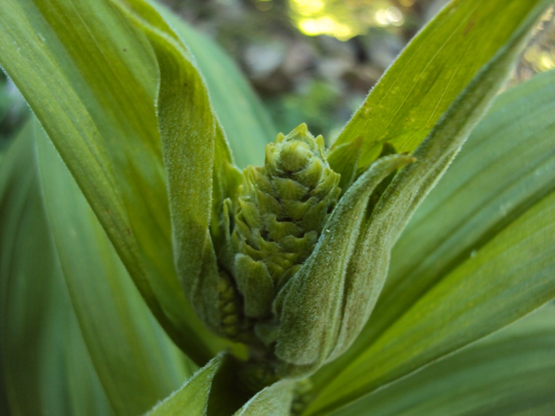 dal Trentino: Veratrum album