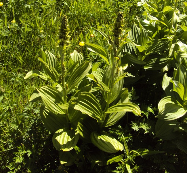 dal Trentino: Veratrum album