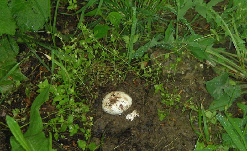 ancora Agaricus