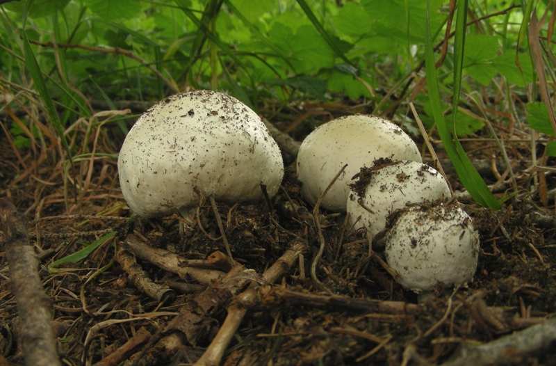 Agaricus forse sylvicola