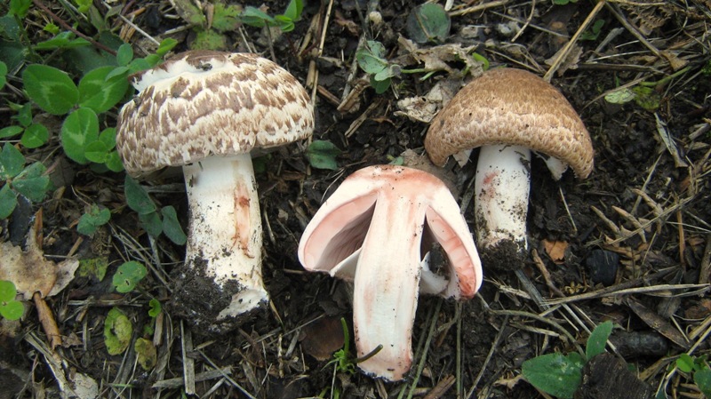 Agaricus da determinare